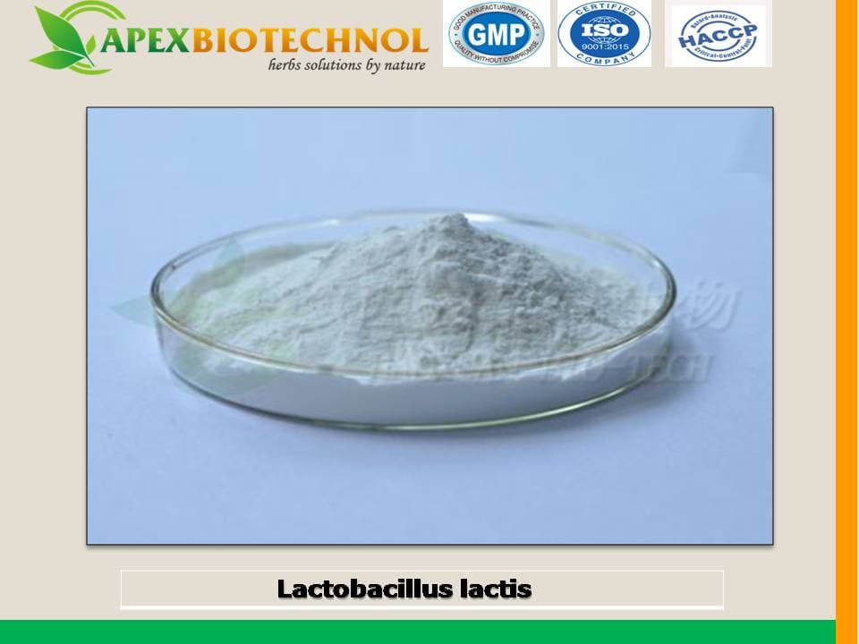 Lactobacillus lactis